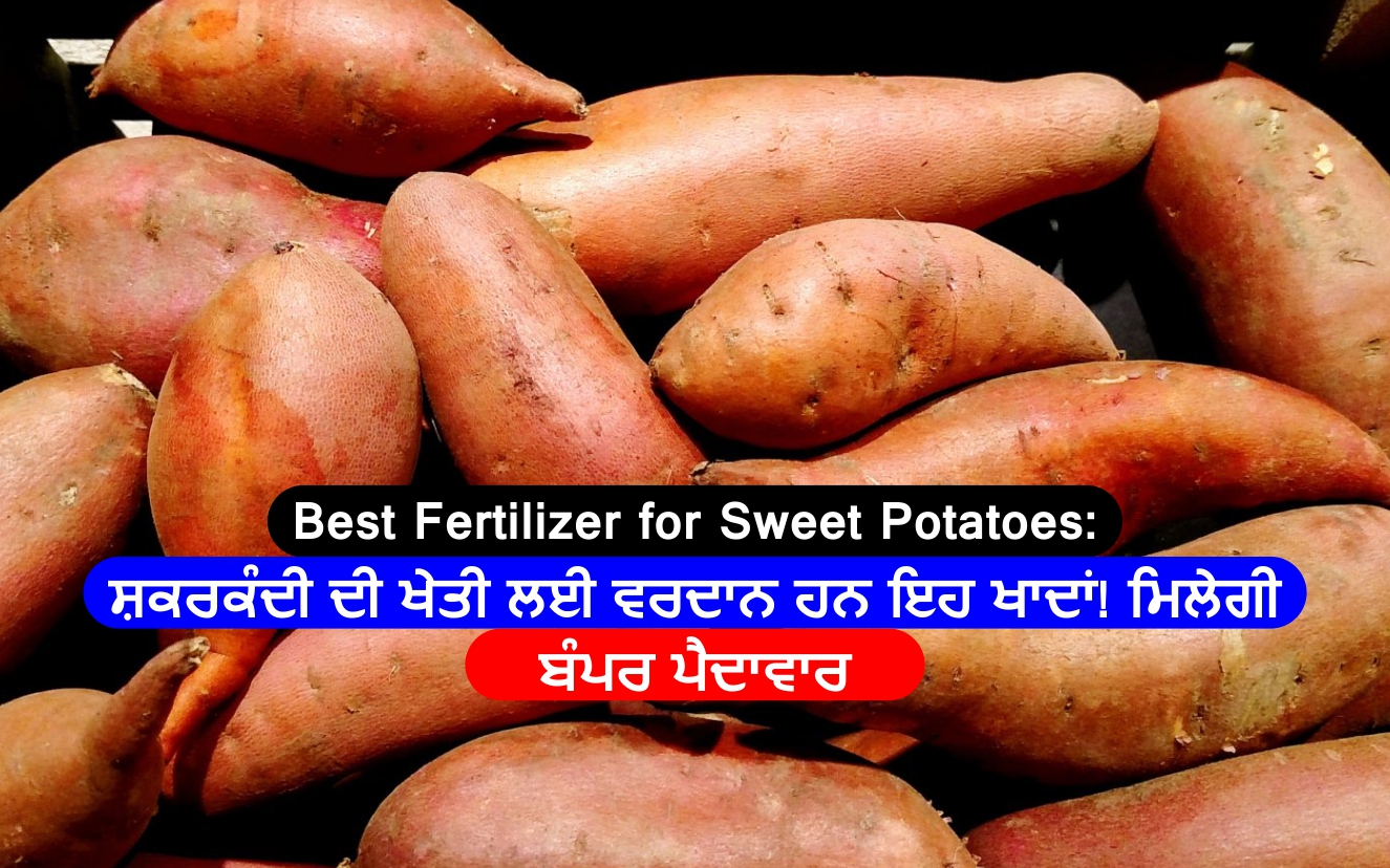 Best Fertilizer For Sweet Potatoesਸ਼ਕਰਕੰਦੀ ਦੀ ਖੇਤੀ ਲਈ ਵਰਦਾਨ ਹਨ ਇਹ ਖਾਦਾਂ ਮਿਲੇਗੀ ਬੰਪਰ ਪੈਦਾਵਾਰ 9982