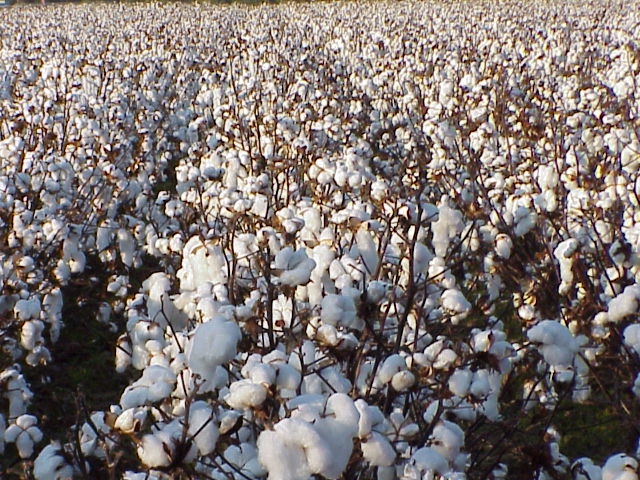 Cotton Growers