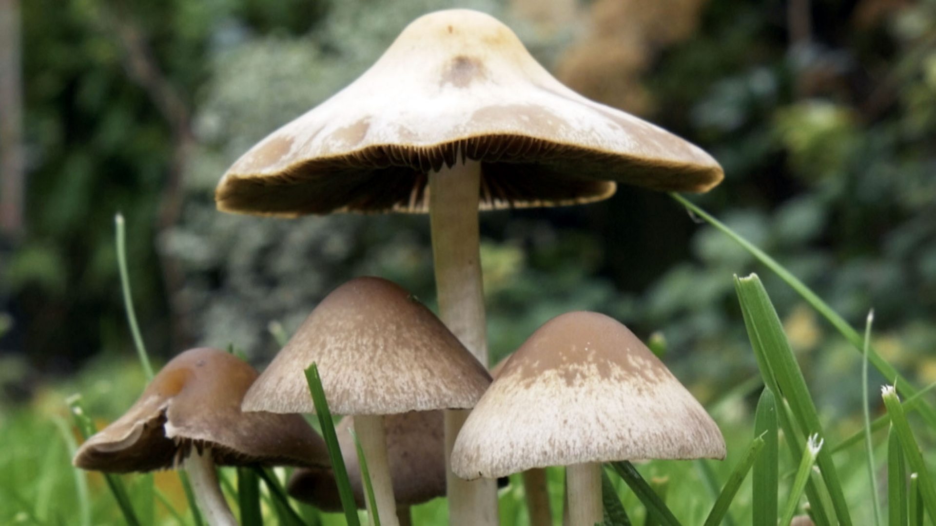 Cultivate Mushrooms