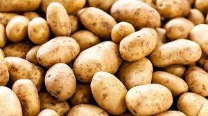 Potato Yield