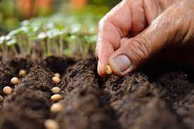 Seeds Sowing Methods