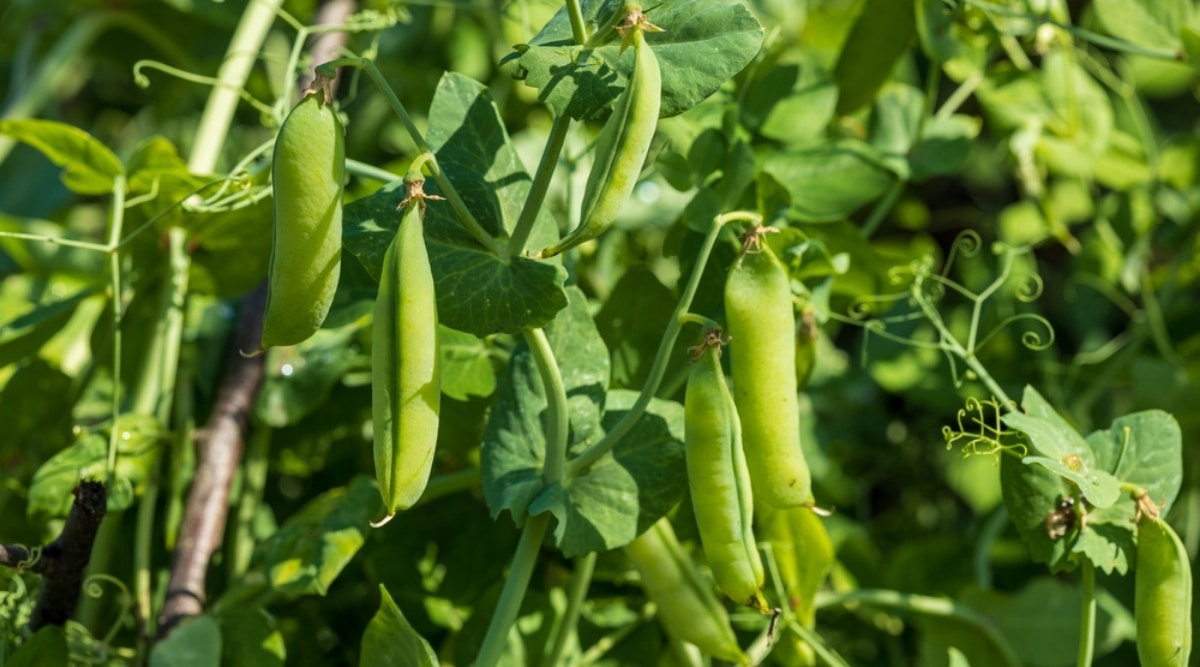 Gardening of peas
