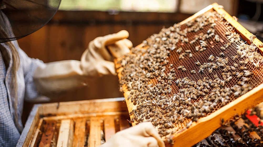 Beekeeping is best option for farmers