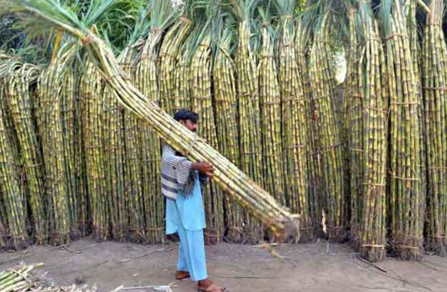 Sugarcane Cultivation 2022