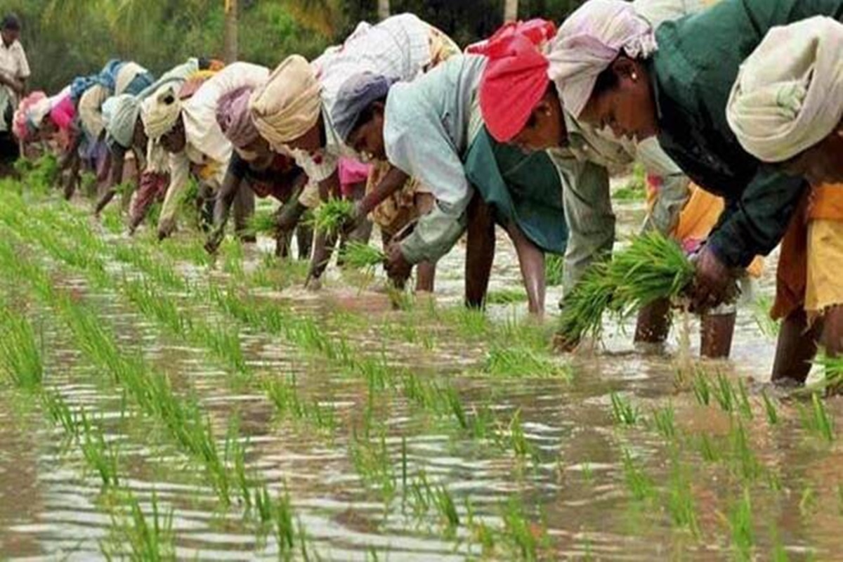 Paddy Cultivation