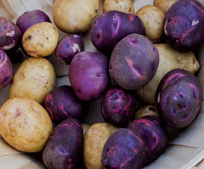 Neelkanth Potato Farming
