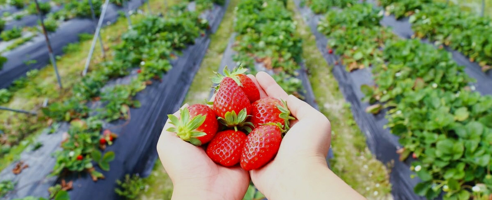 Strawberry Cultivation