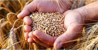 Wheat procurement