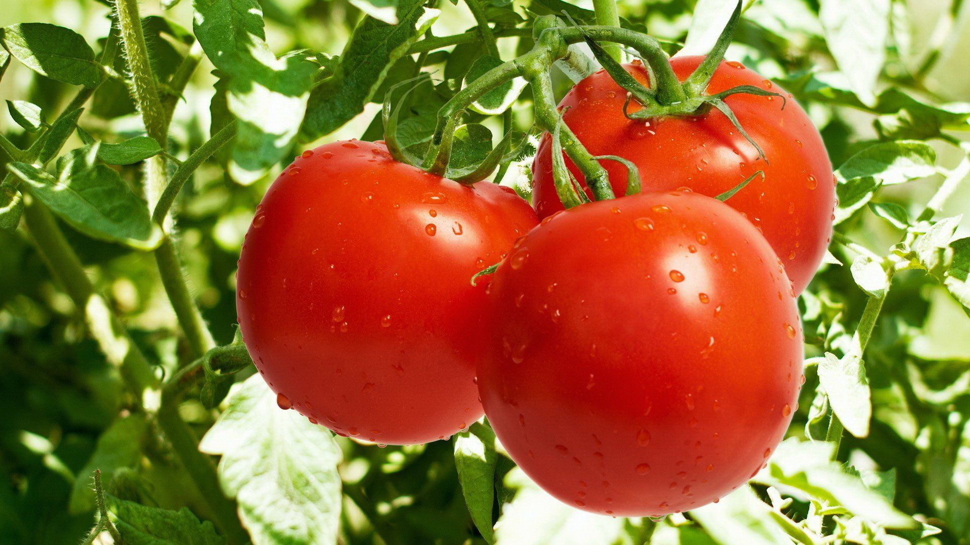 Method to cultivate tomatoes