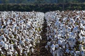 Cotton price hike