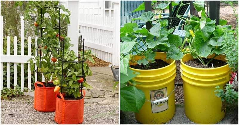 Grow these Vegetables in Home Containers