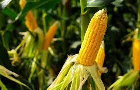 Maize cultivation